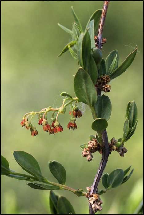 Coriaria-myrtifolia-20200507-020-Jap.jpg