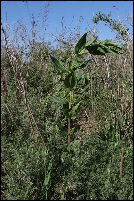 Coriaria-myrtifolia-20200507-041-Jap.jpg