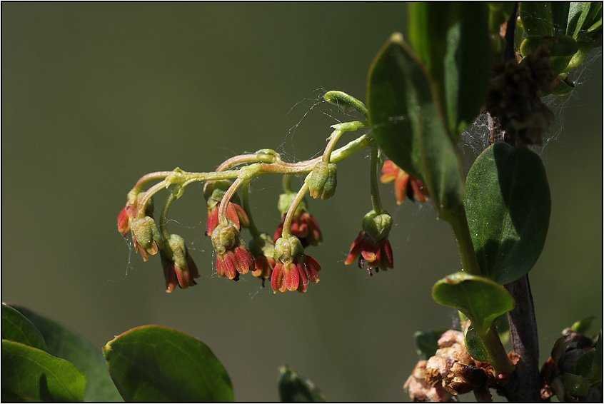 Coriaria-myrtifolia-20200507-022-Jap.jpg