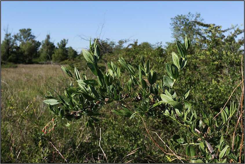 Coriaria-myrtifolia-20200507-044-Jap.jpg