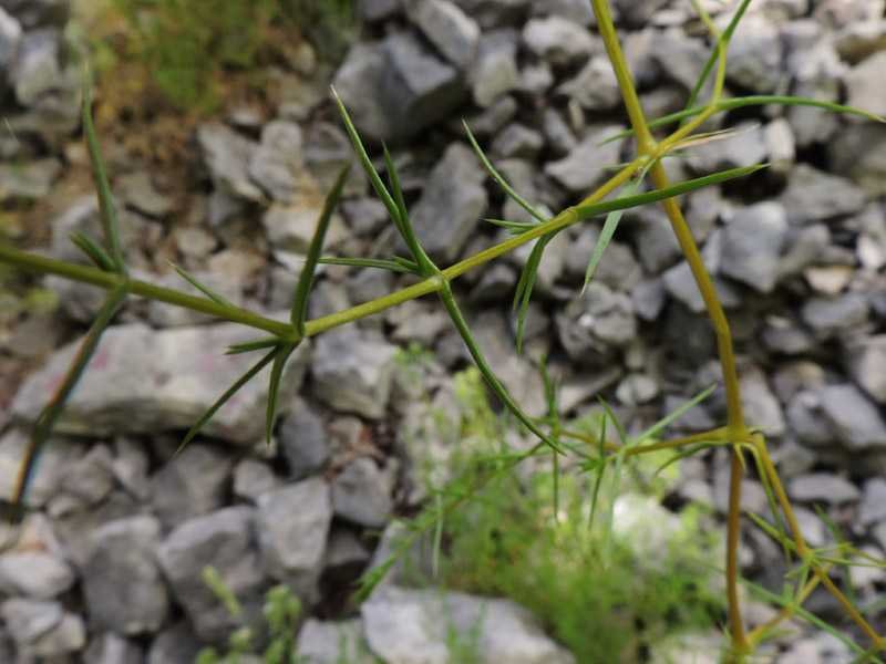 <i>Drypis spinosa</i> L. subsp. <i>spinosa</i>
