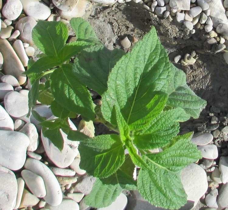 <i>Salvia hispanica</i> L.