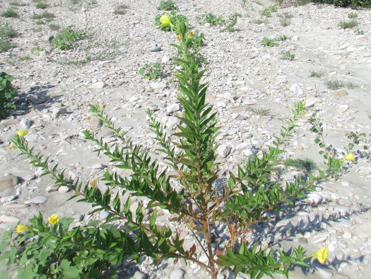 <i>Oenothera stucchii</i> Soldano