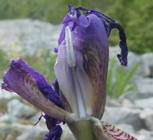 <i>Iris relicta</i> Colas.