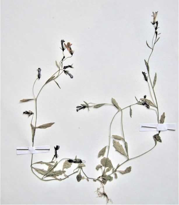 <i>Solenopsis laurentia</i> (L.) C.Presl