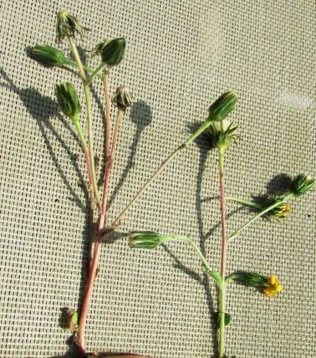<i>Hieracium racemosum</i> Waldst. & Kit. ex Willd. subsp. <i>sublateriflorum</i> Zahn