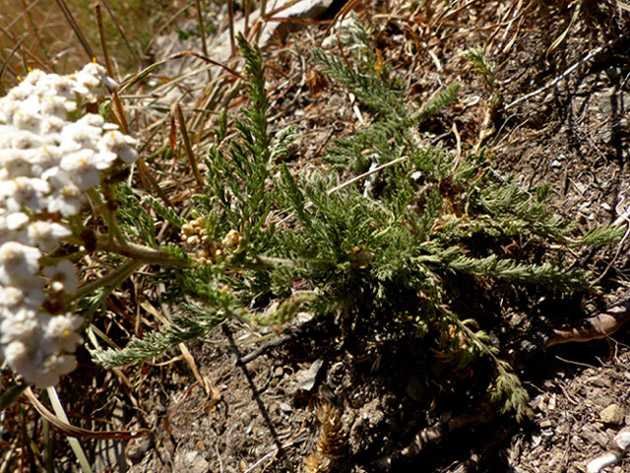 <i>Achillea millefolium</i> L. subsp. <i>sudetica</i> (Opiz) Oborny