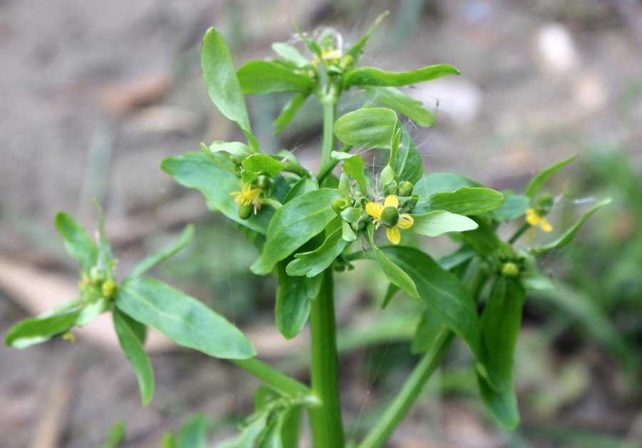 <i>Ranunculus sceleratus</i> L.