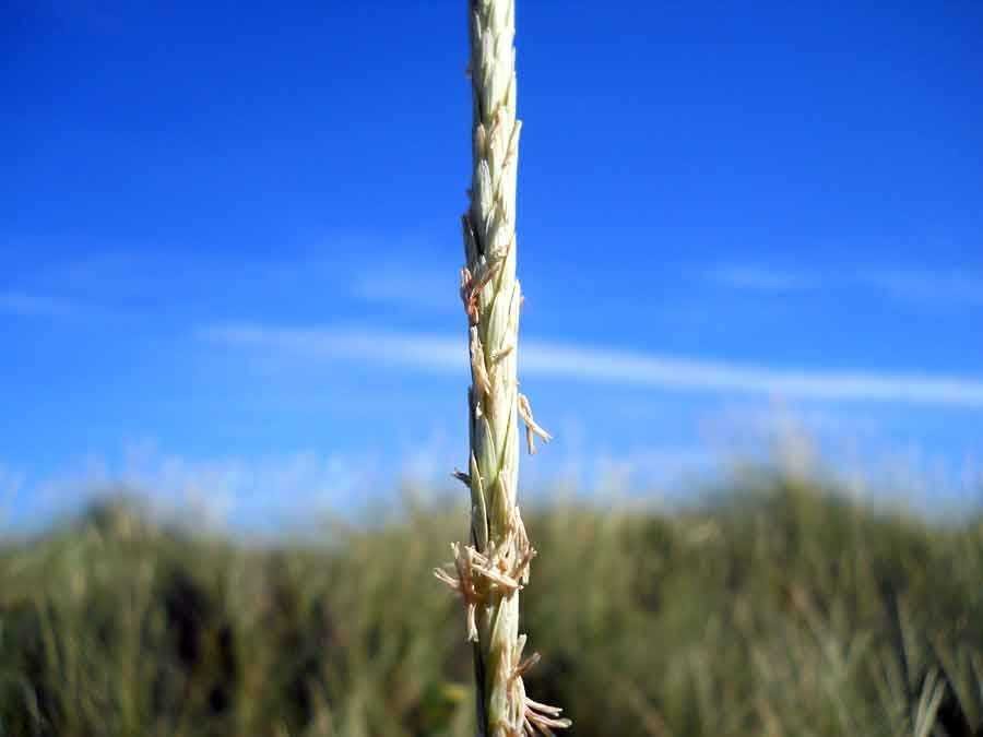 <i>Calamagrostis arenaria</i> (L.) Roth