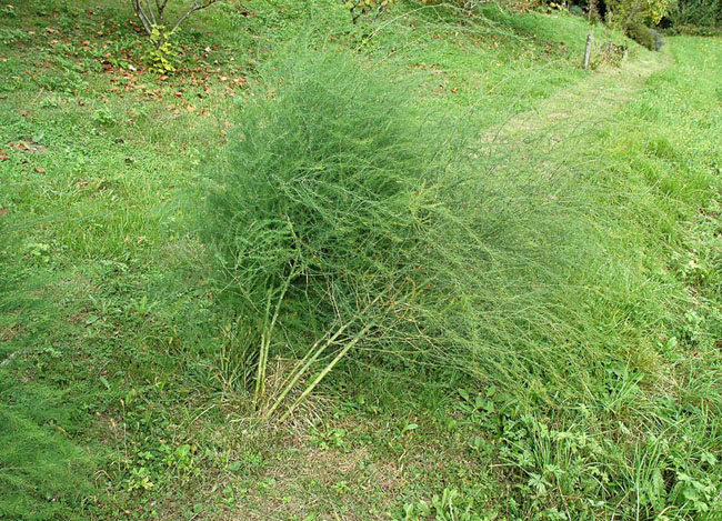 <i>Asparagus officinalis</i> L. subsp. <i>officinalis</i>