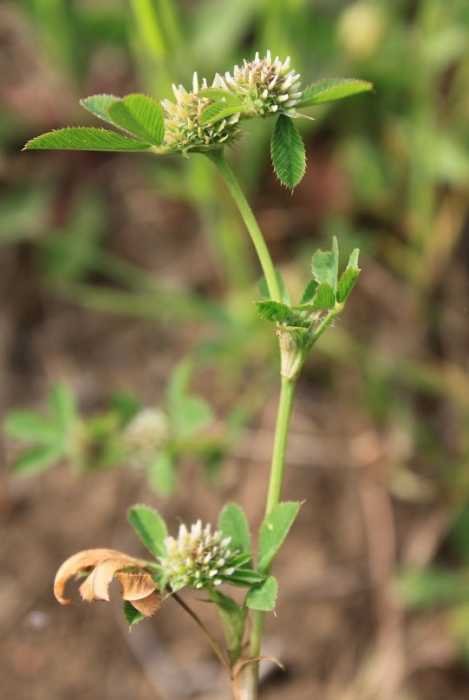 <i>Trifolium glomeratum</i> L.