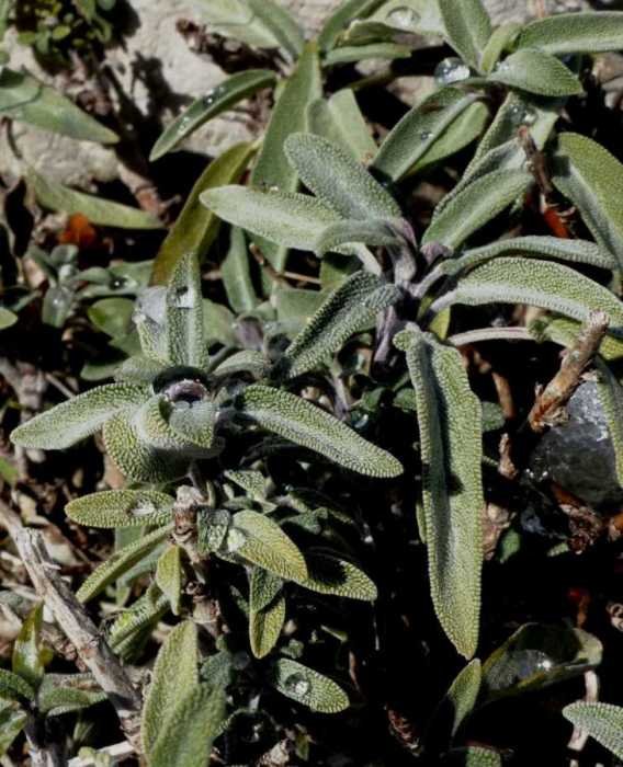 <i>Salvia officinalis</i> L.