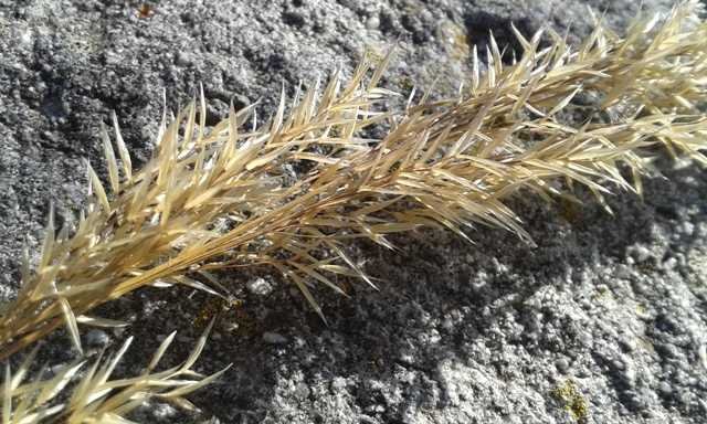 Poaceae Trebbia (c).jpg