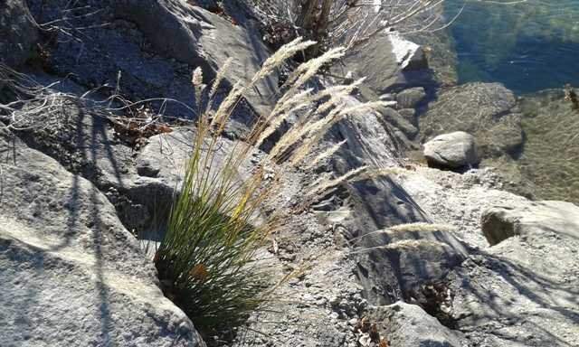 Poaceae Trebbia (b).jpg