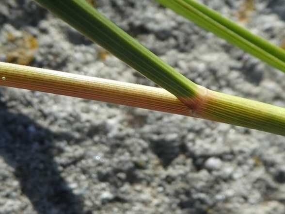 Poaceae Trebbia (e).jpg