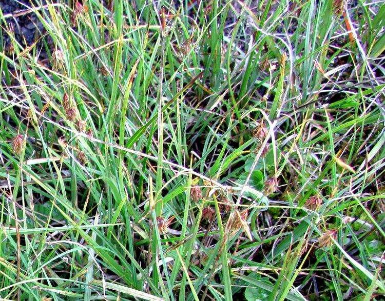 <i>Carex magellanica</i> Lam. subsp. <i>irrigua</i> (Wahlenb.) Hiitonen
