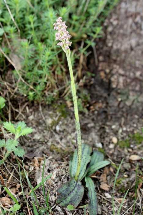 <i>Neotinea maculata</i> (Desf.) Stearn
