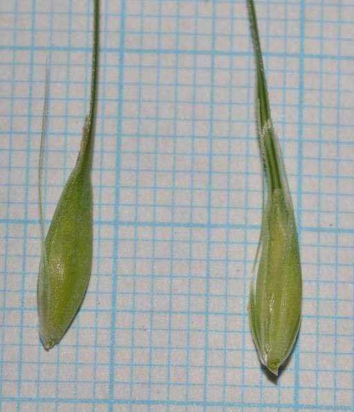 <i>Hordeum vulgare</i> L. subsp. <i>vulgare</i>