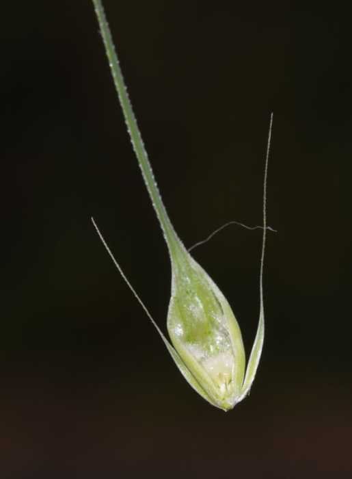 <i>Hordeum vulgare</i> L. subsp. <i>vulgare</i>