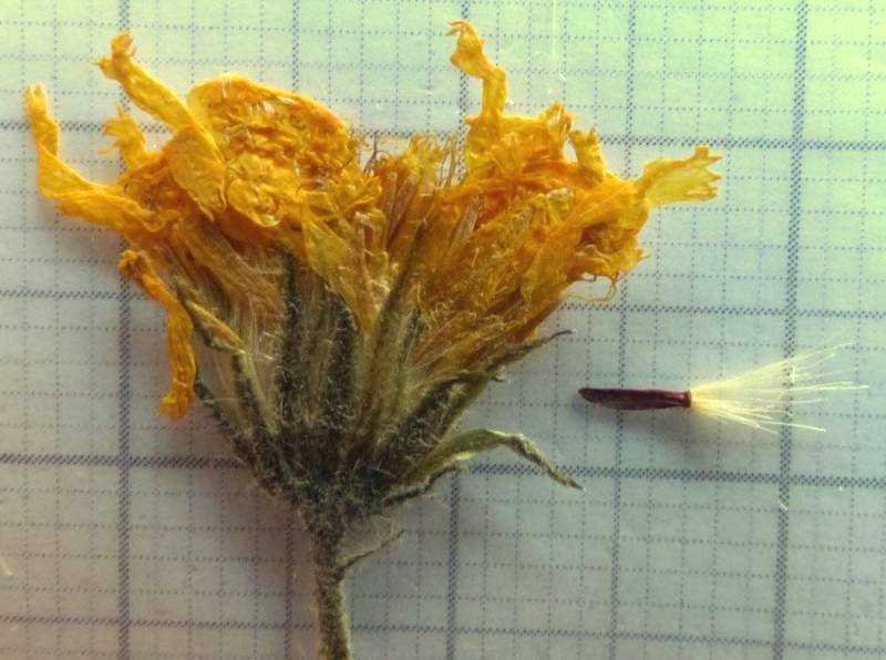 <i>Hieracium caesioides</i> Arv.-Touv.