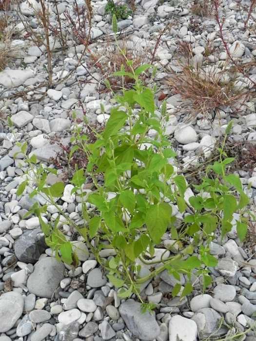 <i>Salvia hispanica</i> L.