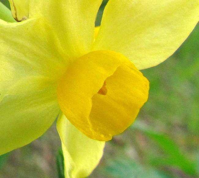 <i>Narcissus Small-cupped</i> Daffodil Group (Division 3)