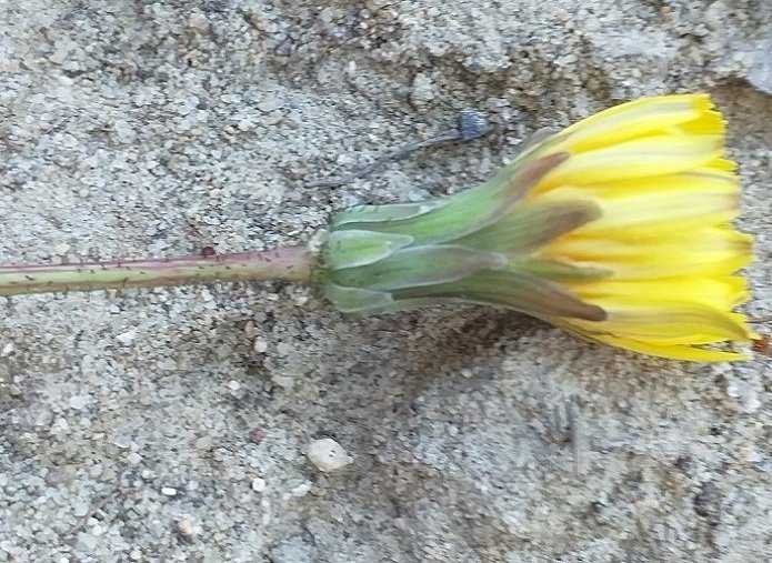 <i>Sonchus bulbosus</i> (L.) N.Kilian & Greuter subsp. <i>bulbosus</i>