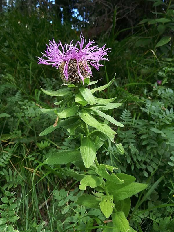 <i>Centaurea nervosa</i> Willd. subsp. <i>nervosa</i>