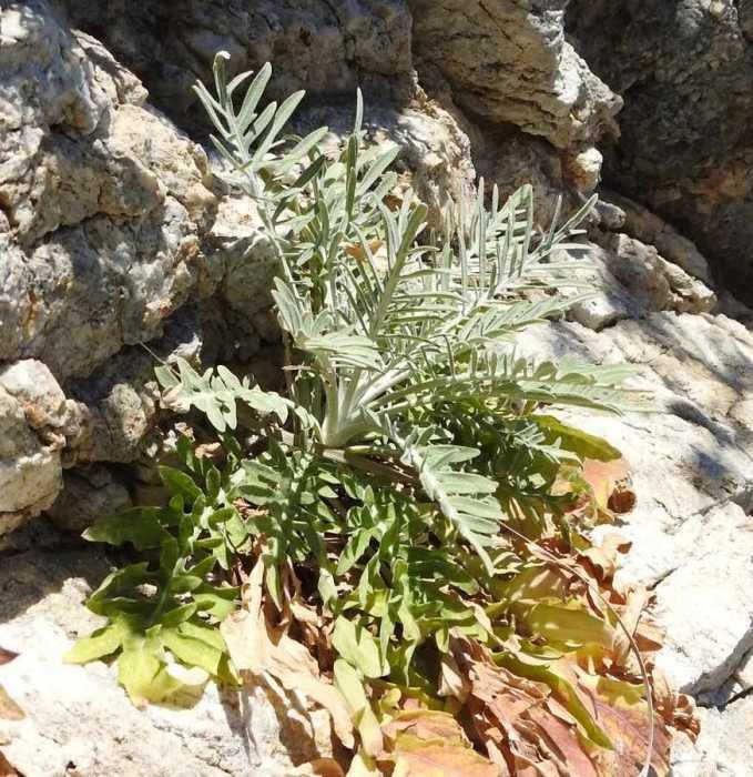 <i>Centaurea seguenzae</i> (Lacaita) Brullo, Marceno & Siracusa