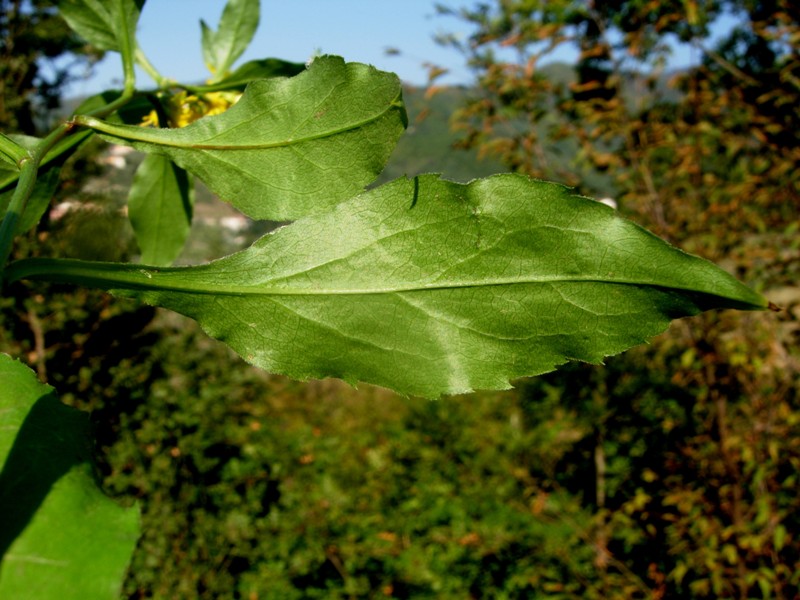 <i>Solidago virgaurea</i> L. subsp. <i>minuta</i> (L.) Arcang.
