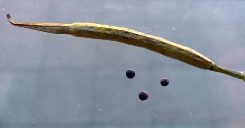 <i>Sinapis arvensis</i> L. subsp. <i>arvensis</i>