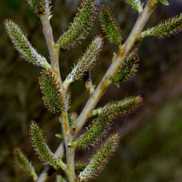 <i>Salix cinerea</i> L.
