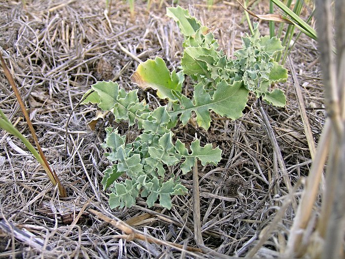 <i>Centaurea seridis</i> L. subsp. <i>sonchifolia</i> (L.) Greuter