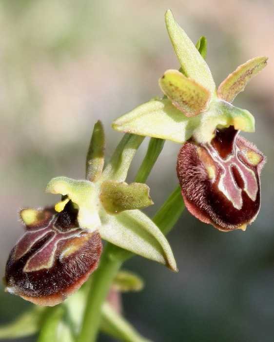<i>Ophrys sphegodes</i> Mill. subsp. <i>sphegodes</i>