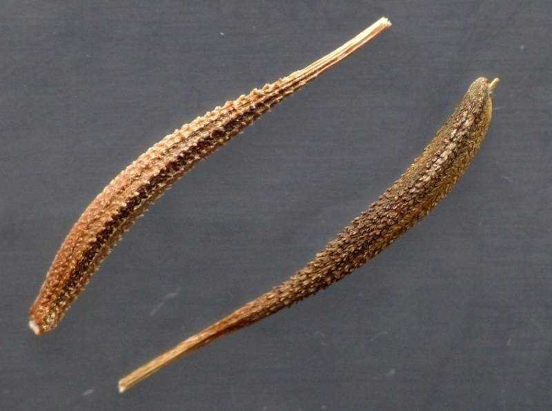 <i>Tragopogon pratensis</i> L.