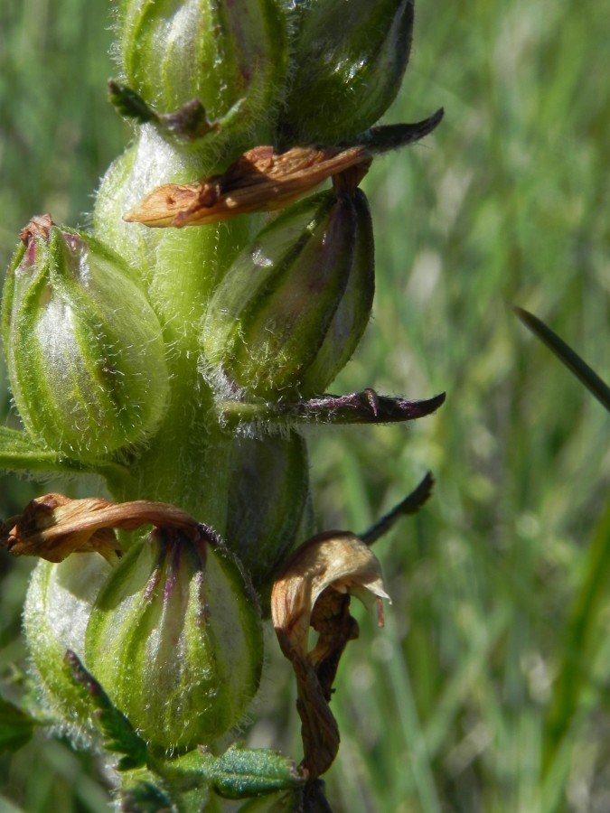 <i>Pedicularis comosa</i> L. subsp. <i>comosa</i>
