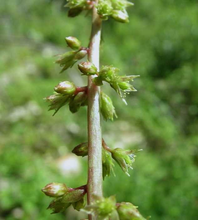 <i>Umbilicus chloranthus</i> Heldr. & Sartori ex Boiss.