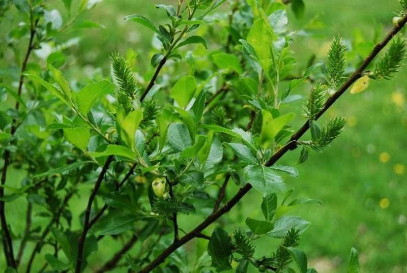 <i>Salix mielichhoferi</i> Saut.