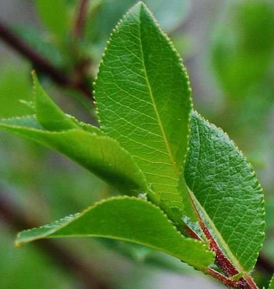 <i>Salix mielichhoferi</i> Saut.