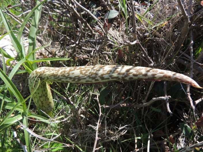 <i>Helicodiceros muscivorus</i> (L.f.) Engl.