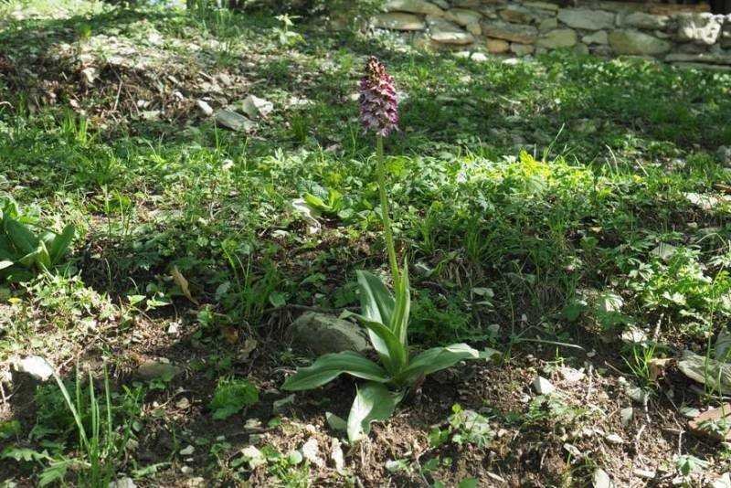<i>Orchis purpurea</i> Huds.