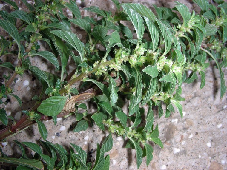 Amaranthus graecizans (4).JPG