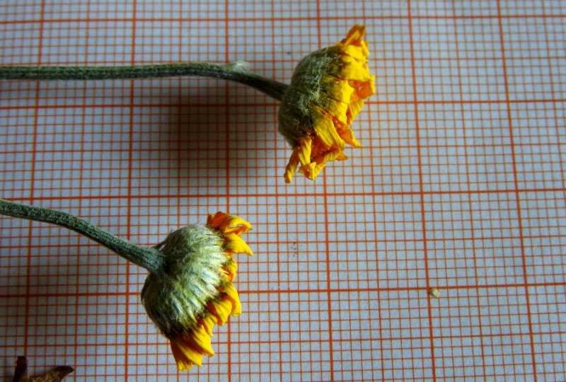 <i>Cota tinctoria</i> (L.) J.Gay subsp. <i>australis</i> (R.Fern.) Oberpr. & Greuter