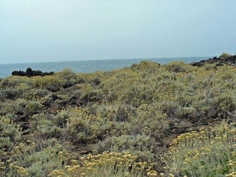 Helichrysum errerae (11).jpg