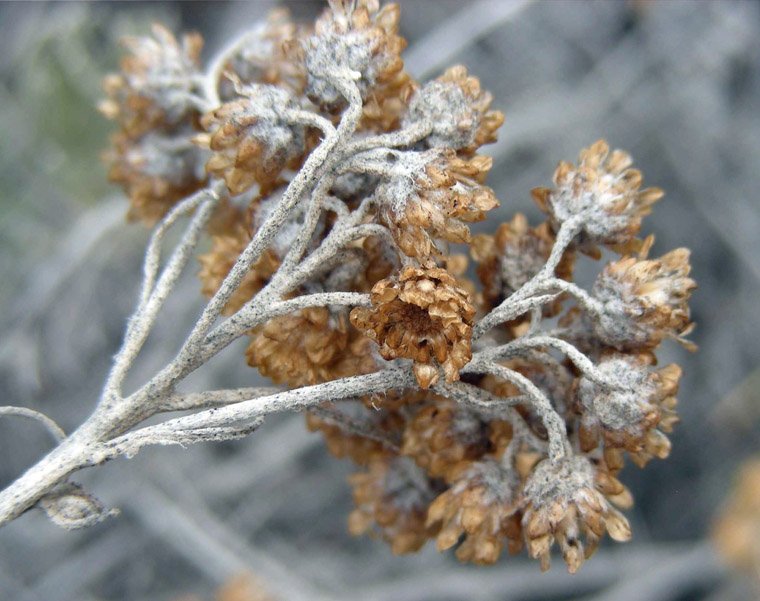 <i>Helichrysum errerae</i> Tineo