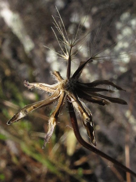 <i>Leontodon saxatilis</i> Lam. subsp. <i>rothii</i> Maire