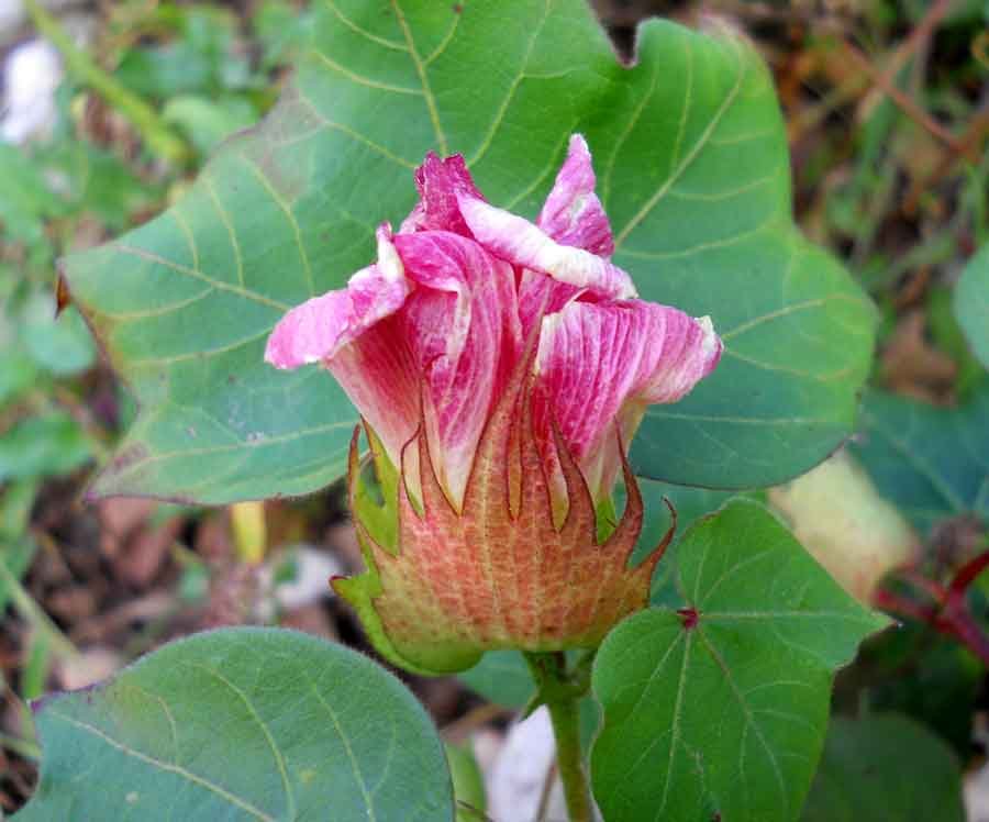 <i>Gossypium herbaceum</i> L. subsp. <i>herbaceum</i>