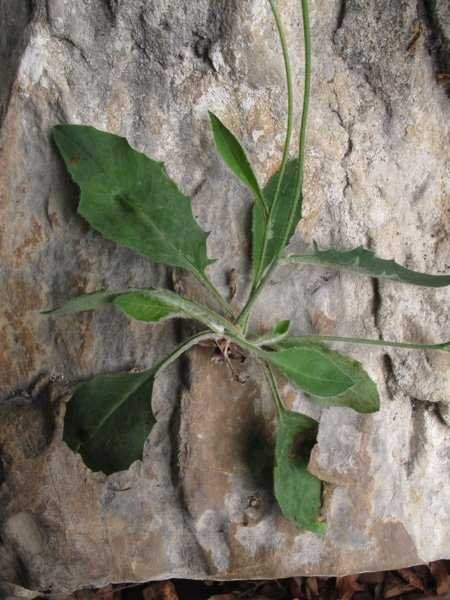 <i>Hieracium pulchellum</i> Gren. ex Griseb.