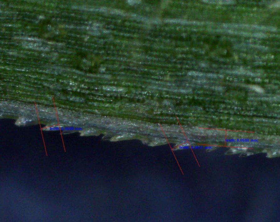 <i>Digitaria ciliaris</i> (Retz.) Koeler