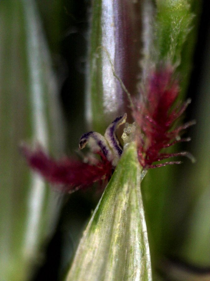 <i>Digitaria ciliaris</i> (Retz.) Koeler